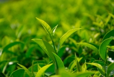 茶葉品牌應(yīng)利用包裝設(shè)計來展示產(chǎn)品品質(zhì)、地域特色等提升品牌形象和競爭力